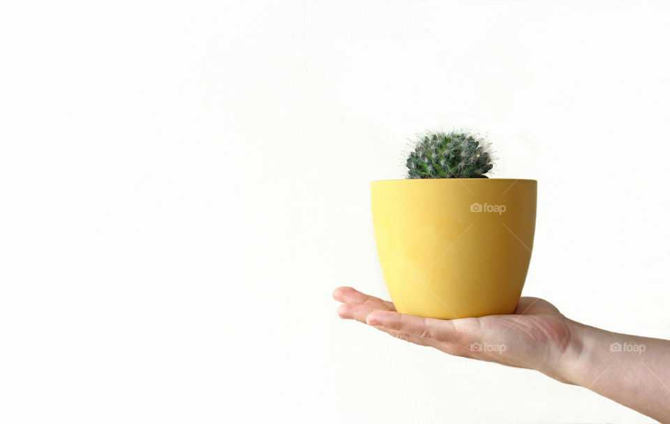 Green cactus in yellow pot