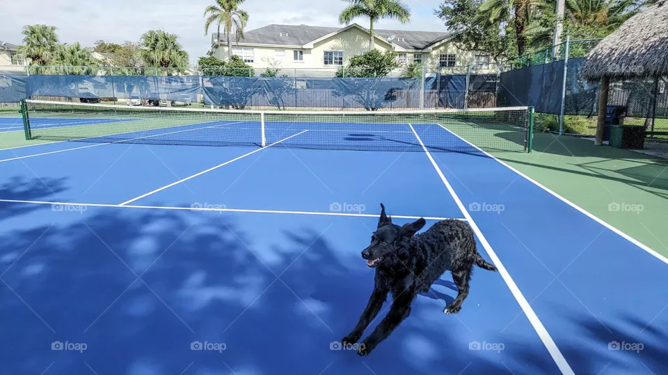 Dog in motion