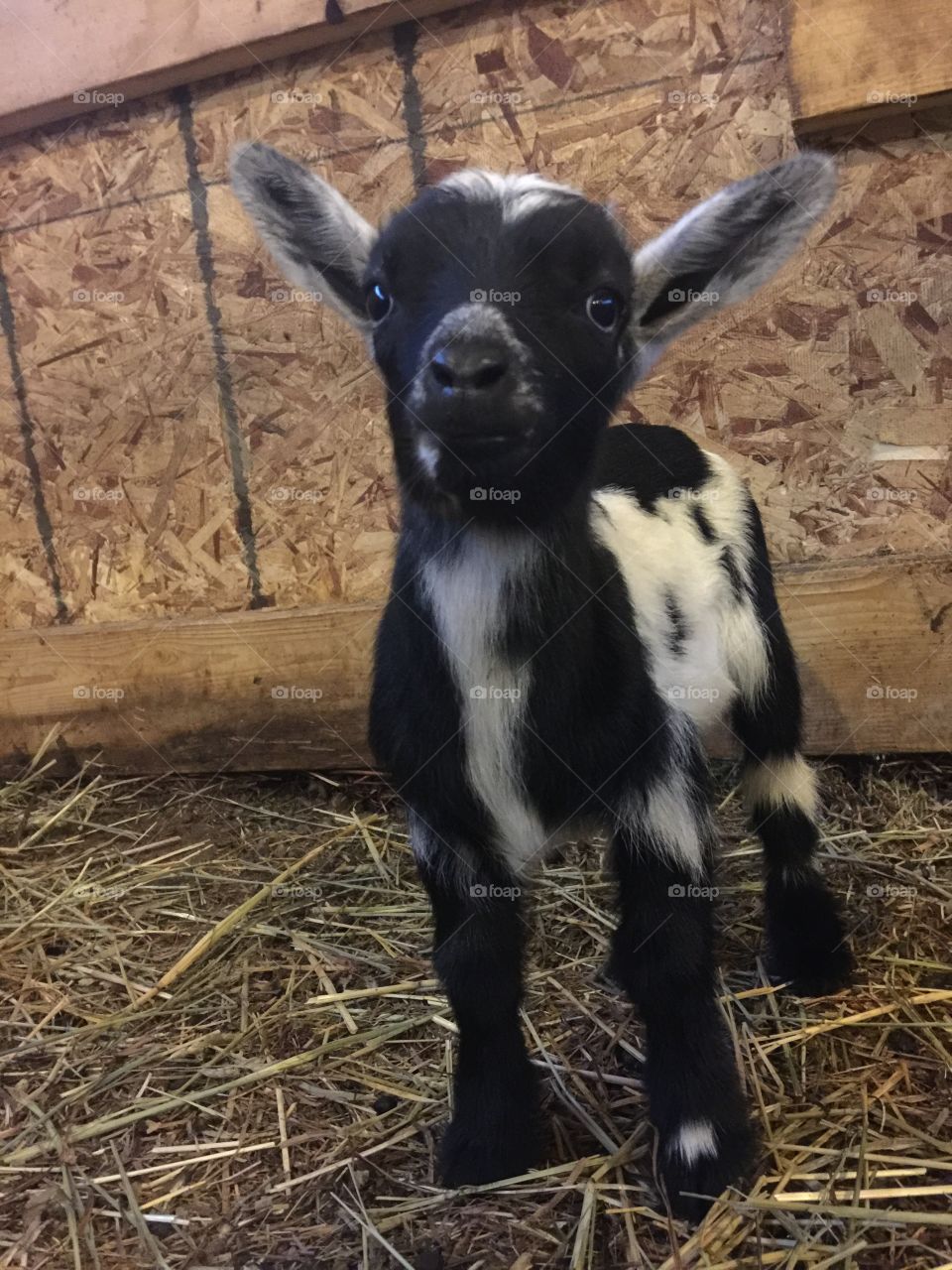 Happy goat