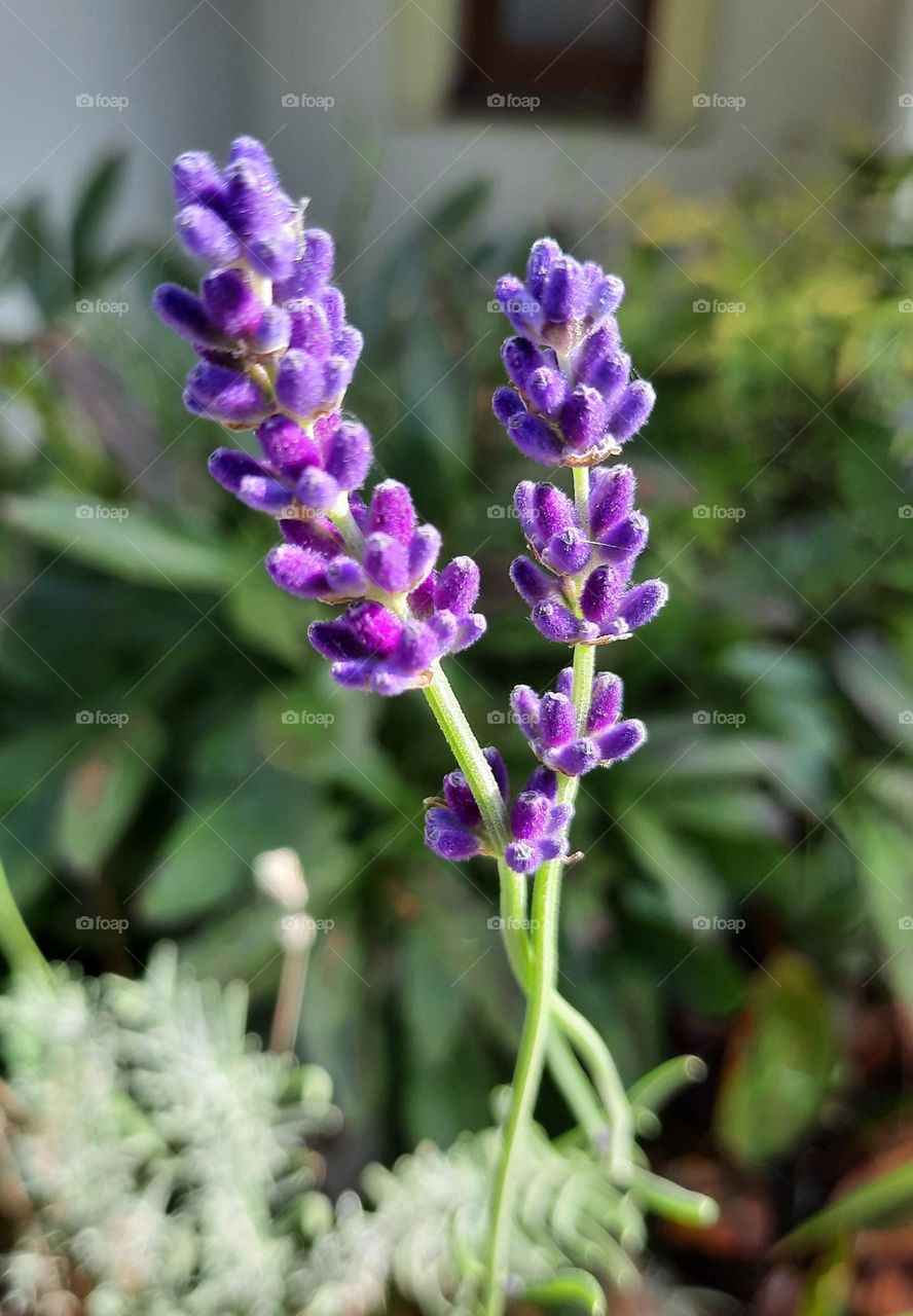 purple lavender in morning sun