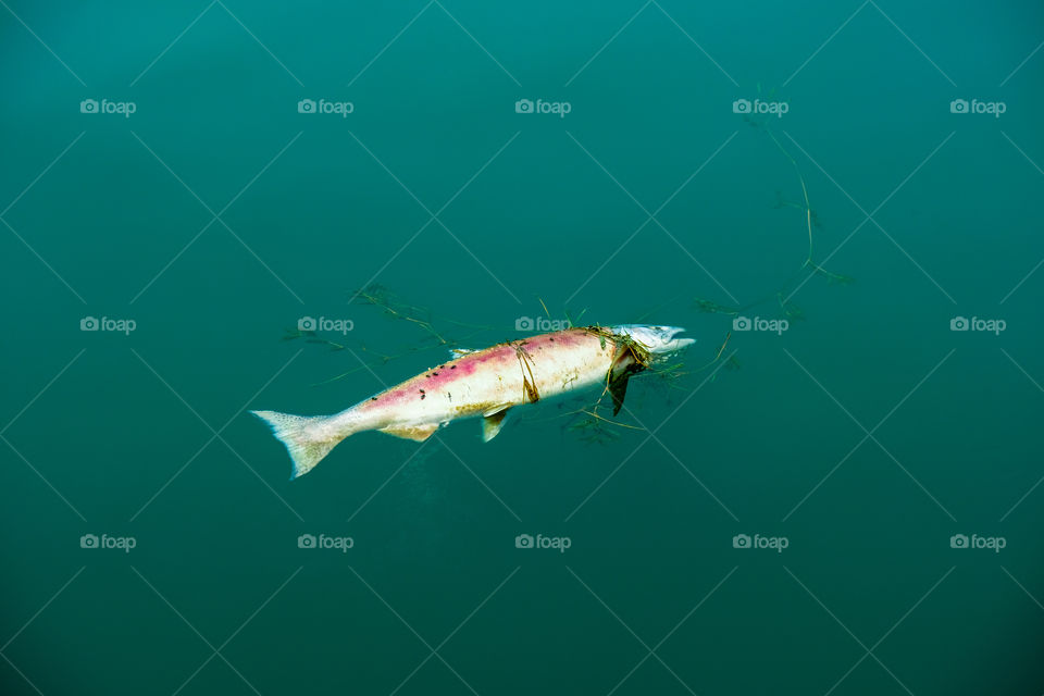 Dead fish floating in river