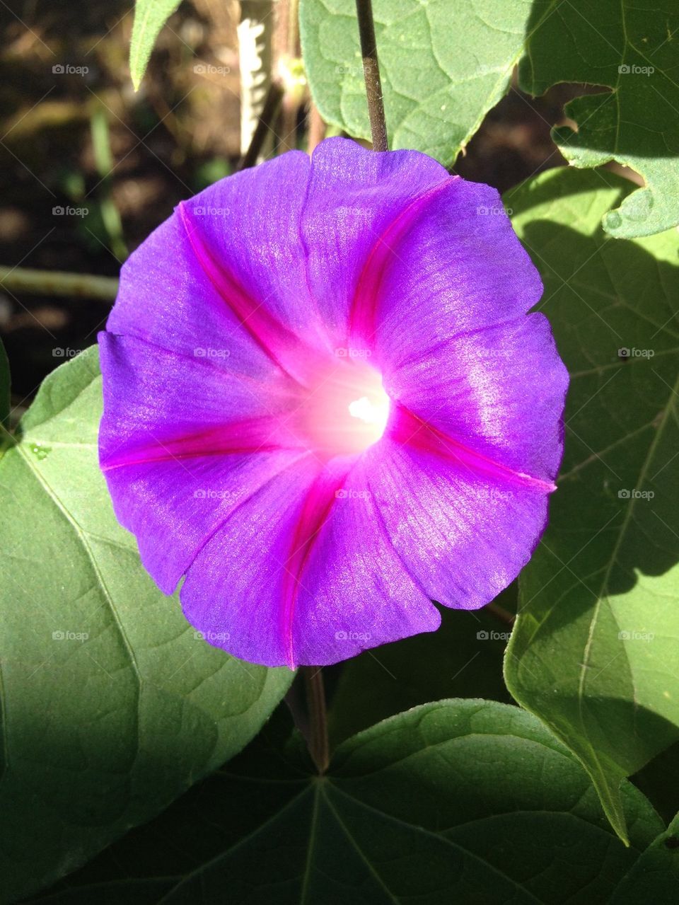 Purple Flower