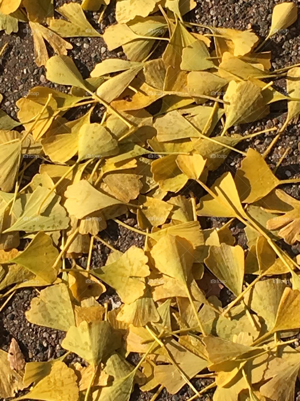 Ginkgo leaves