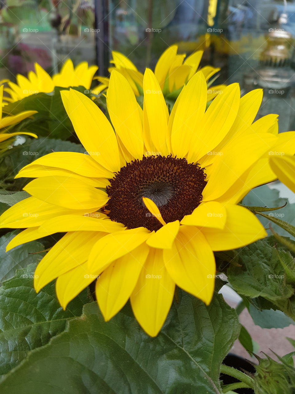 sunflower season here again