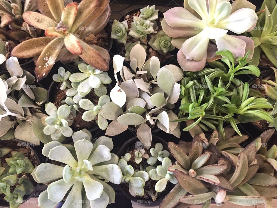 Succulents 