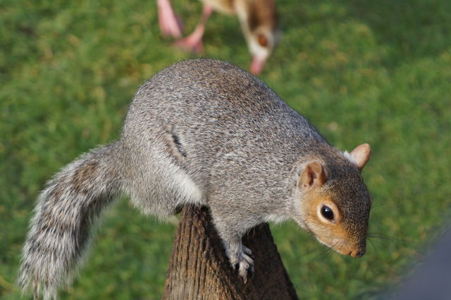 squil