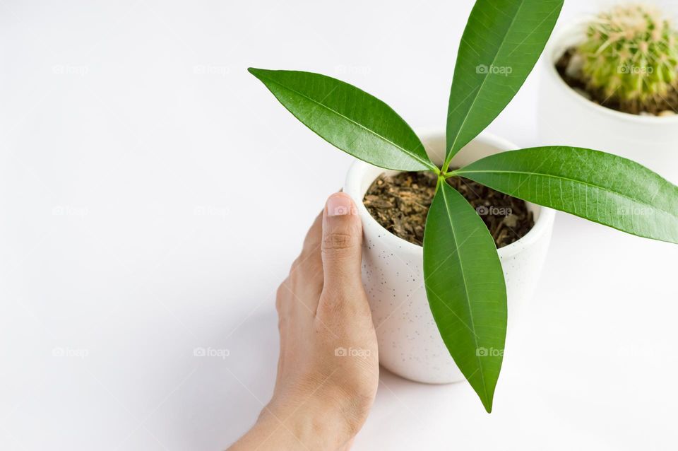 Planting green beauties.