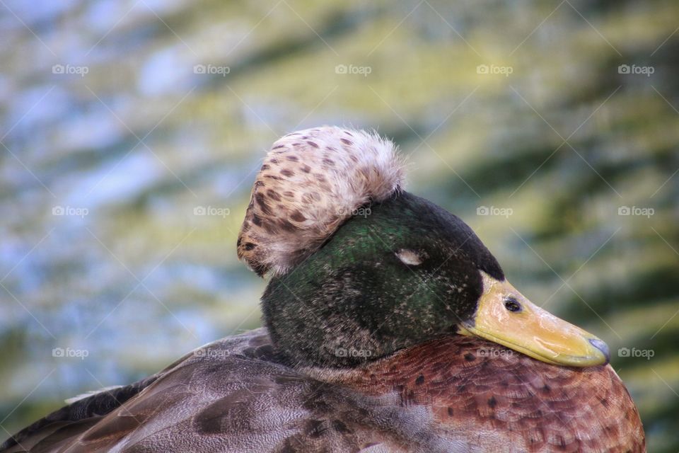 the brown puff on ducks head and brown chest