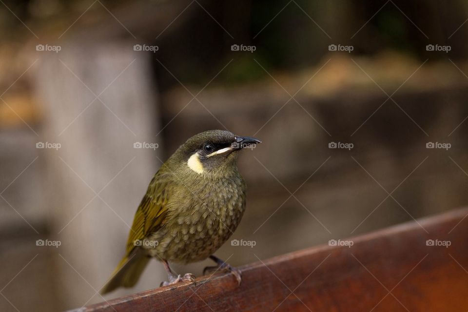 Mini Bird on a ledge