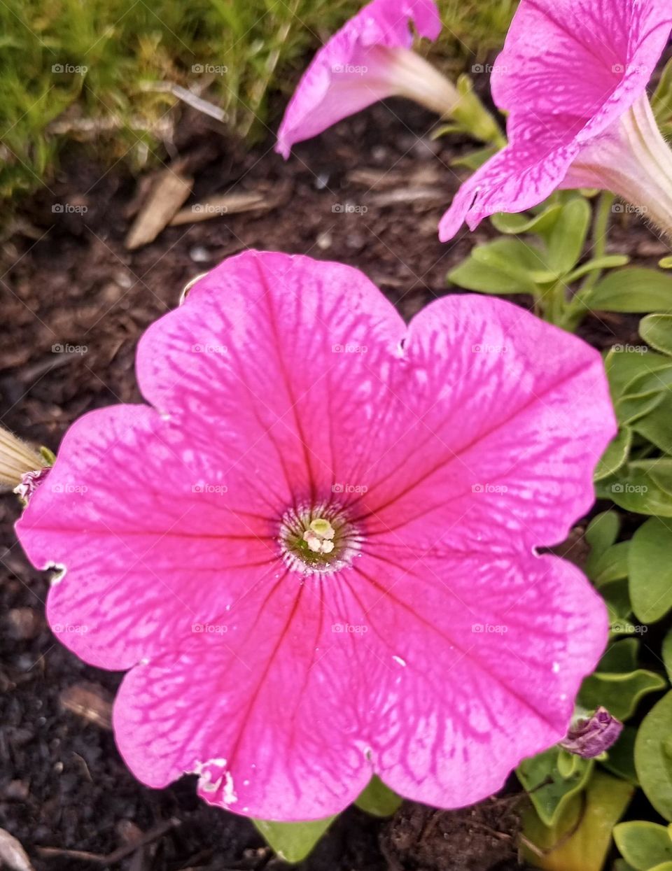Pink Flower