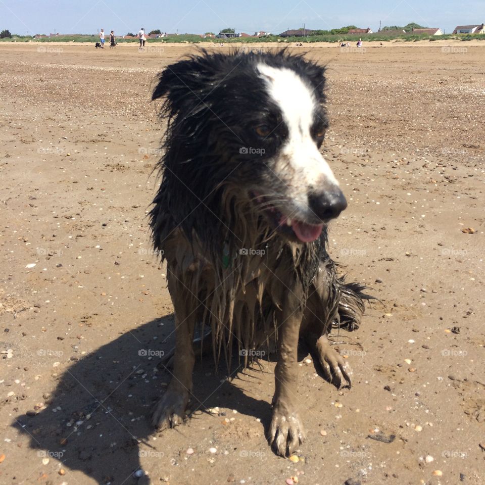 Muddy pup