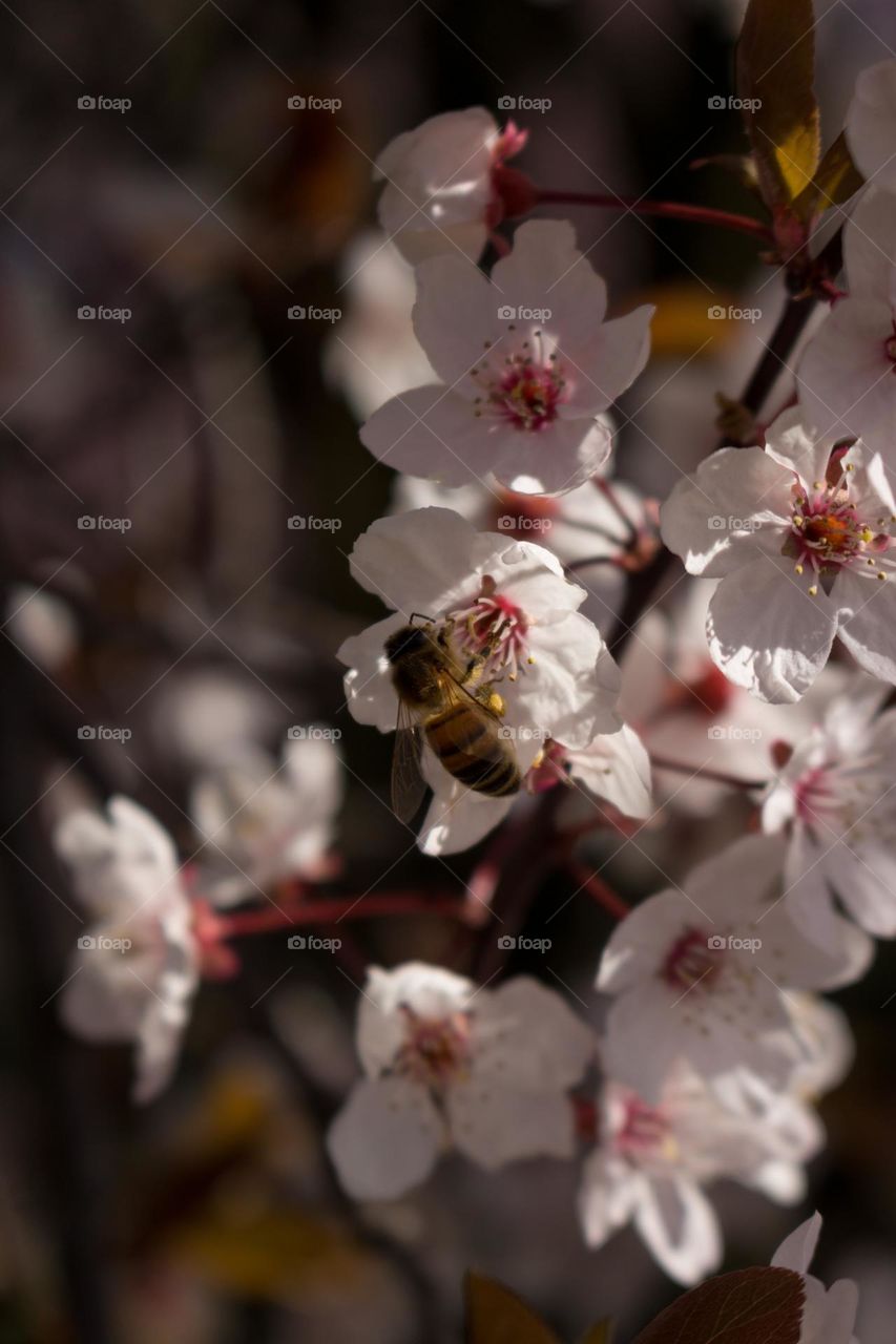 Branches of Japanese Cherry Trees in a Spring Park