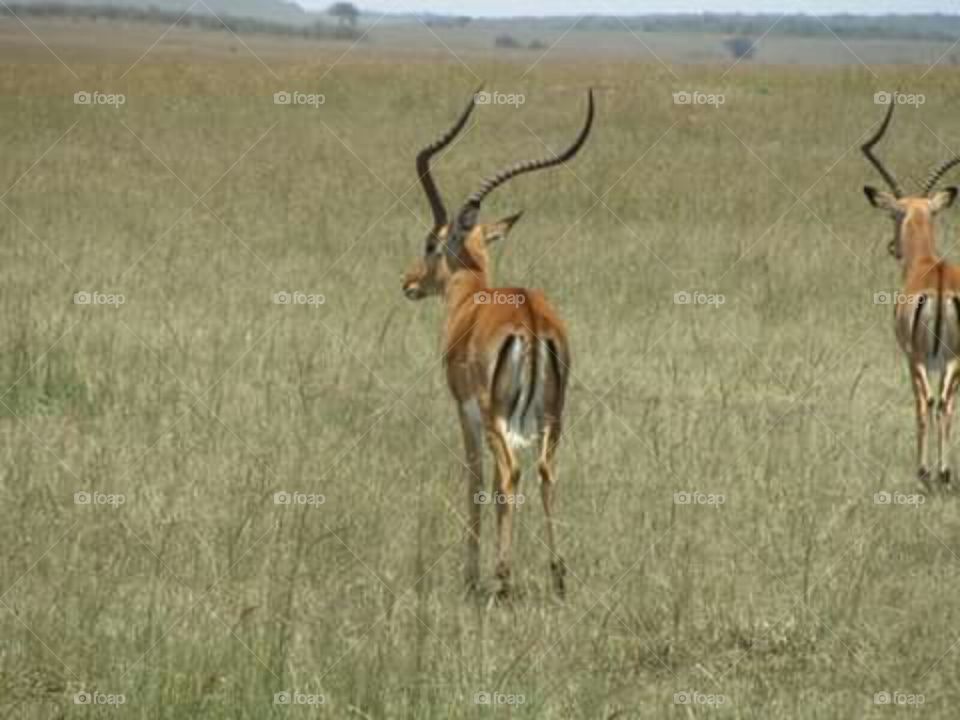 Antelope, Mammal, Wildlife, Safari, Gazelle