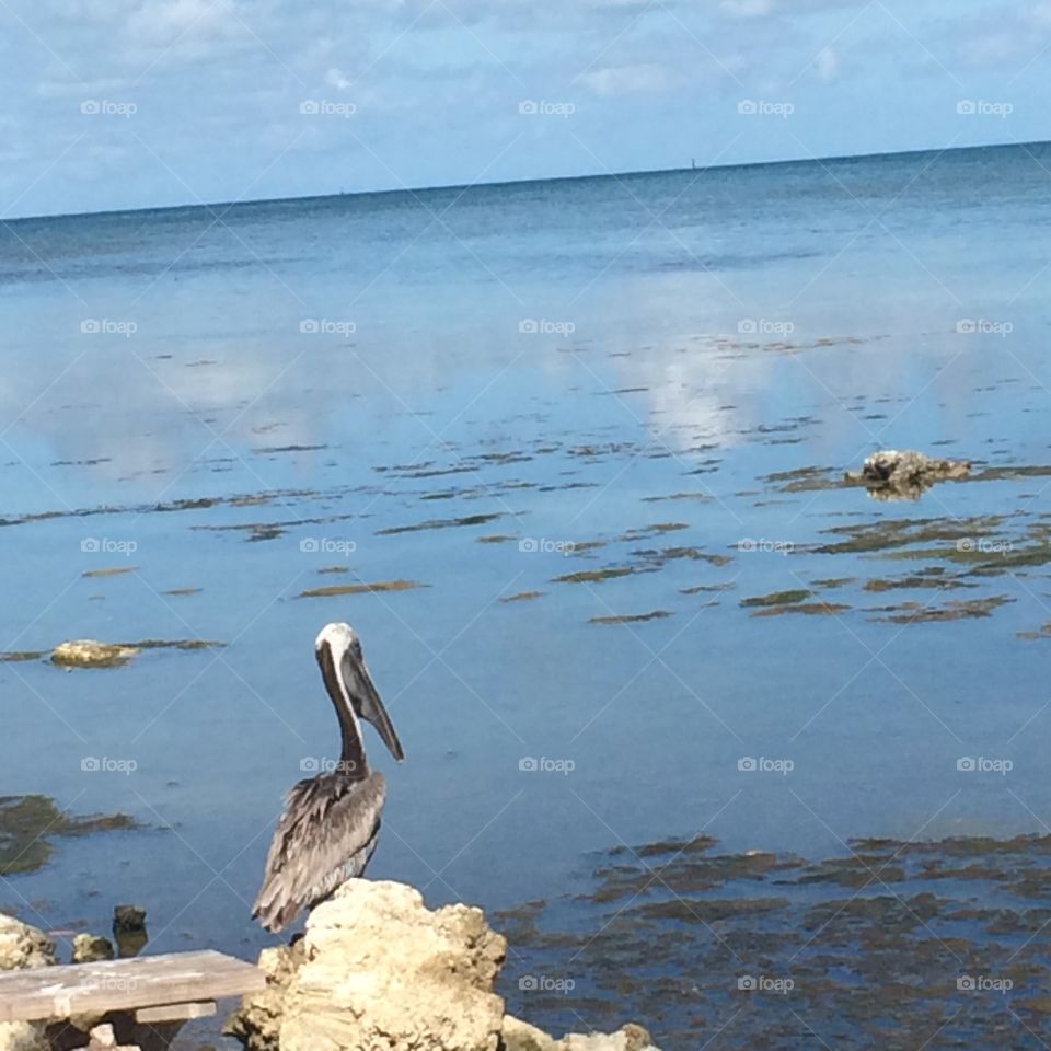 Down by the sea. Pelican overlooking Florida Bay