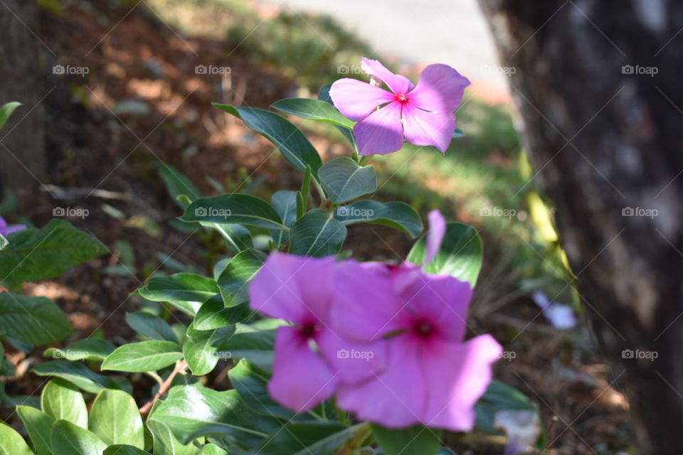 #Brazil #Flor #Linda