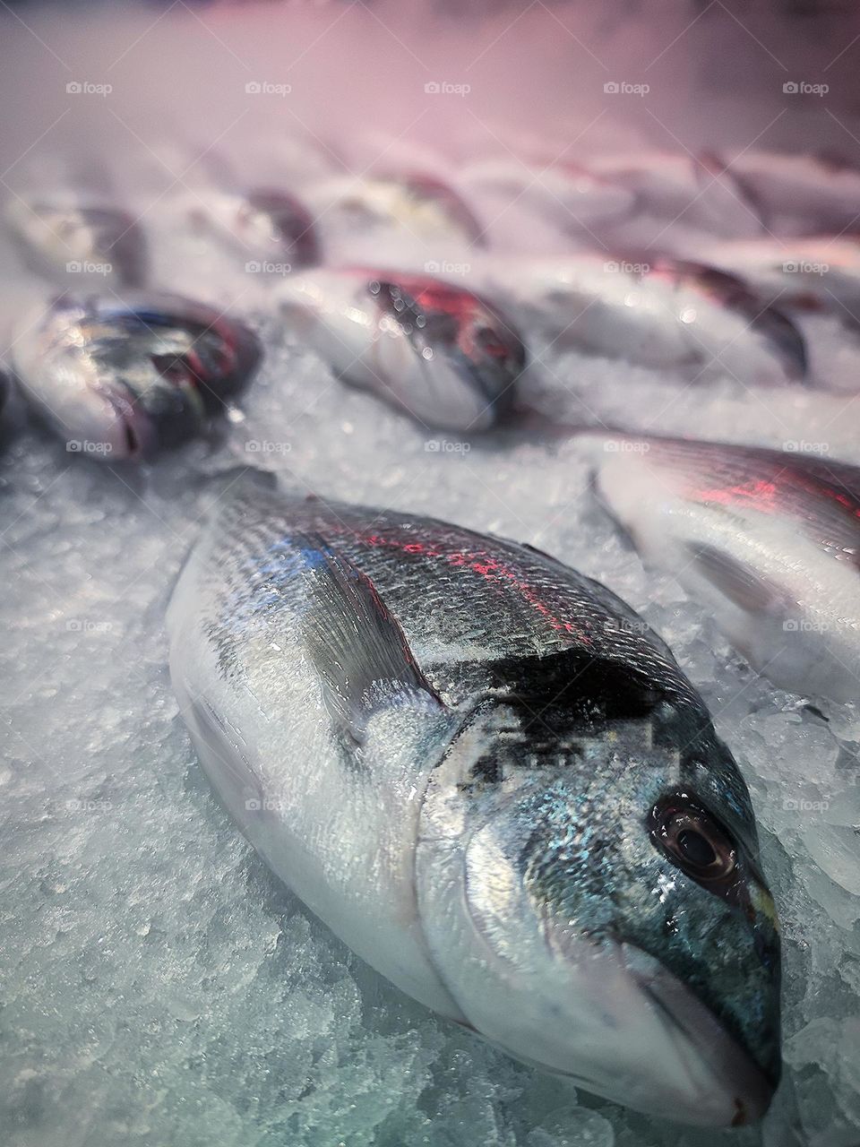 Healthy food. On the counter of ice are fresh fish "golden spar" over which the ice vapor develops. Sea fish is a source of iodine and mineral elements