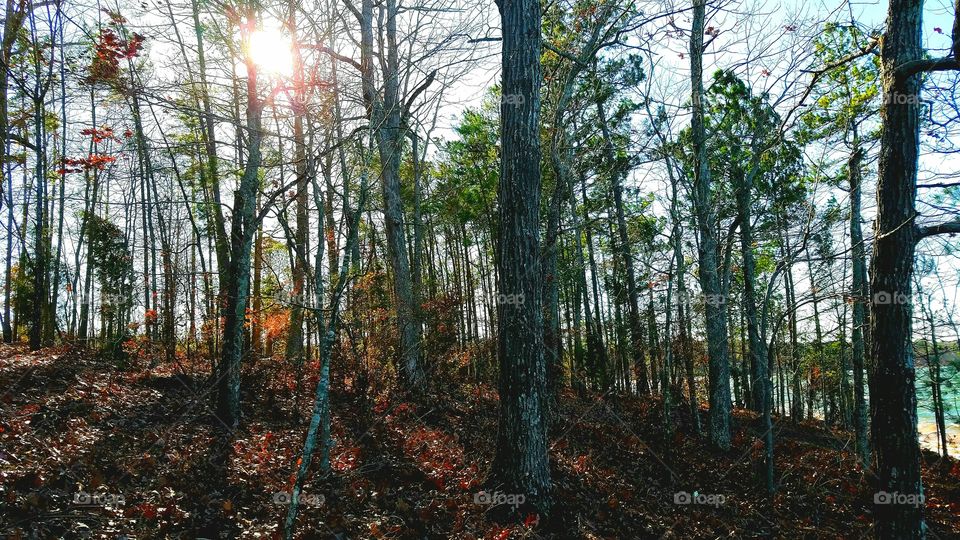 sun peeking through trees on a winter day in the woods by the lake