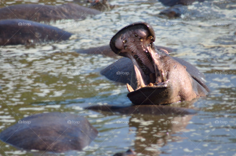 A hippo roaring in the lake in Africa