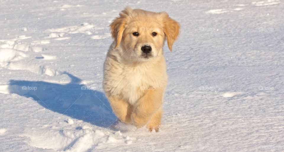 Puppy running in snow