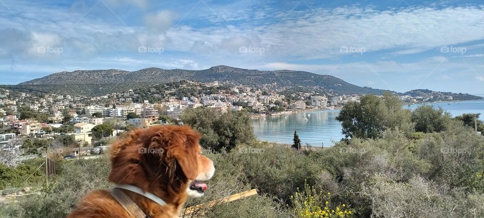 My dog look at the sea from far away