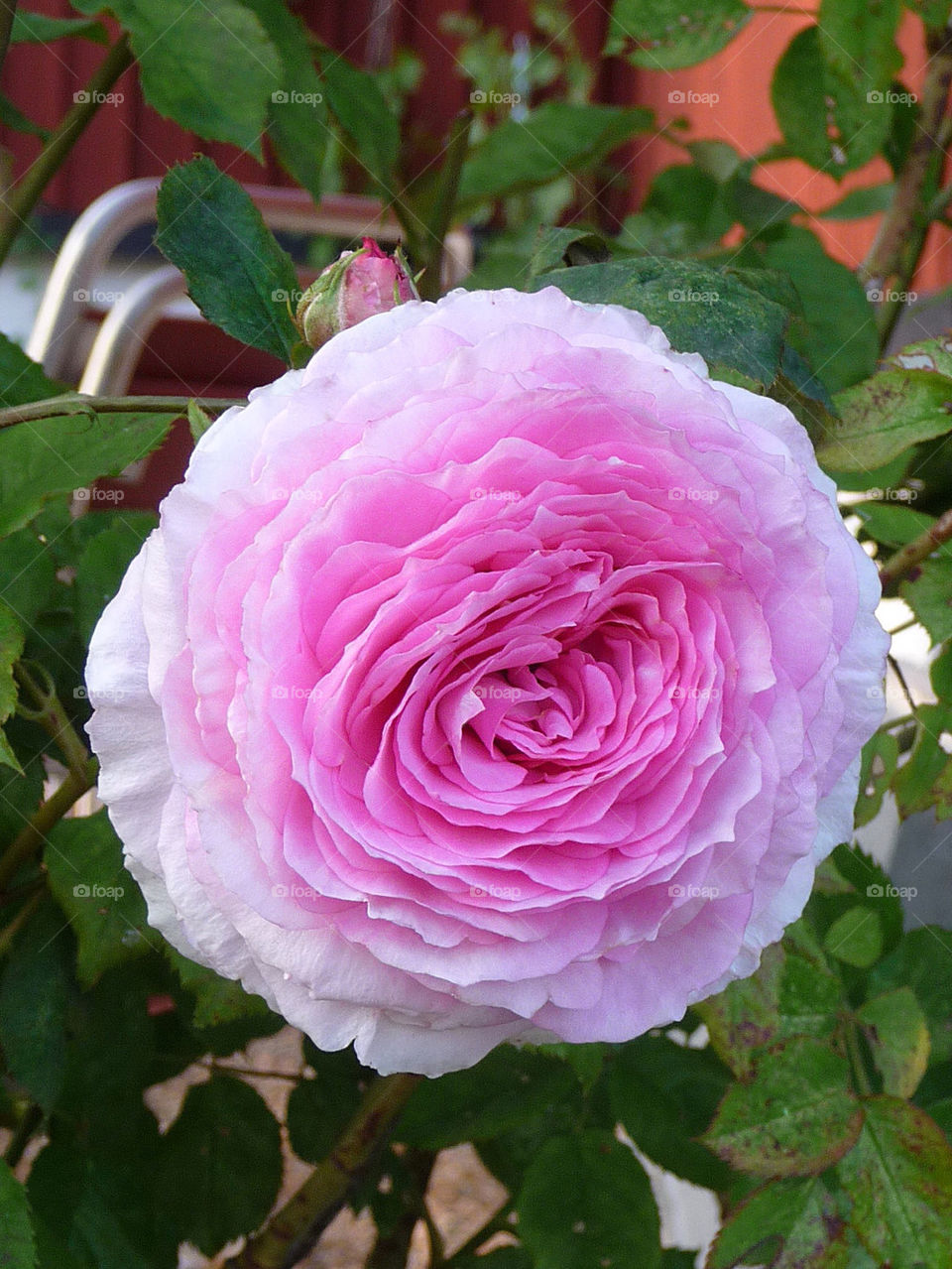 garden pink flower blomma by pretender