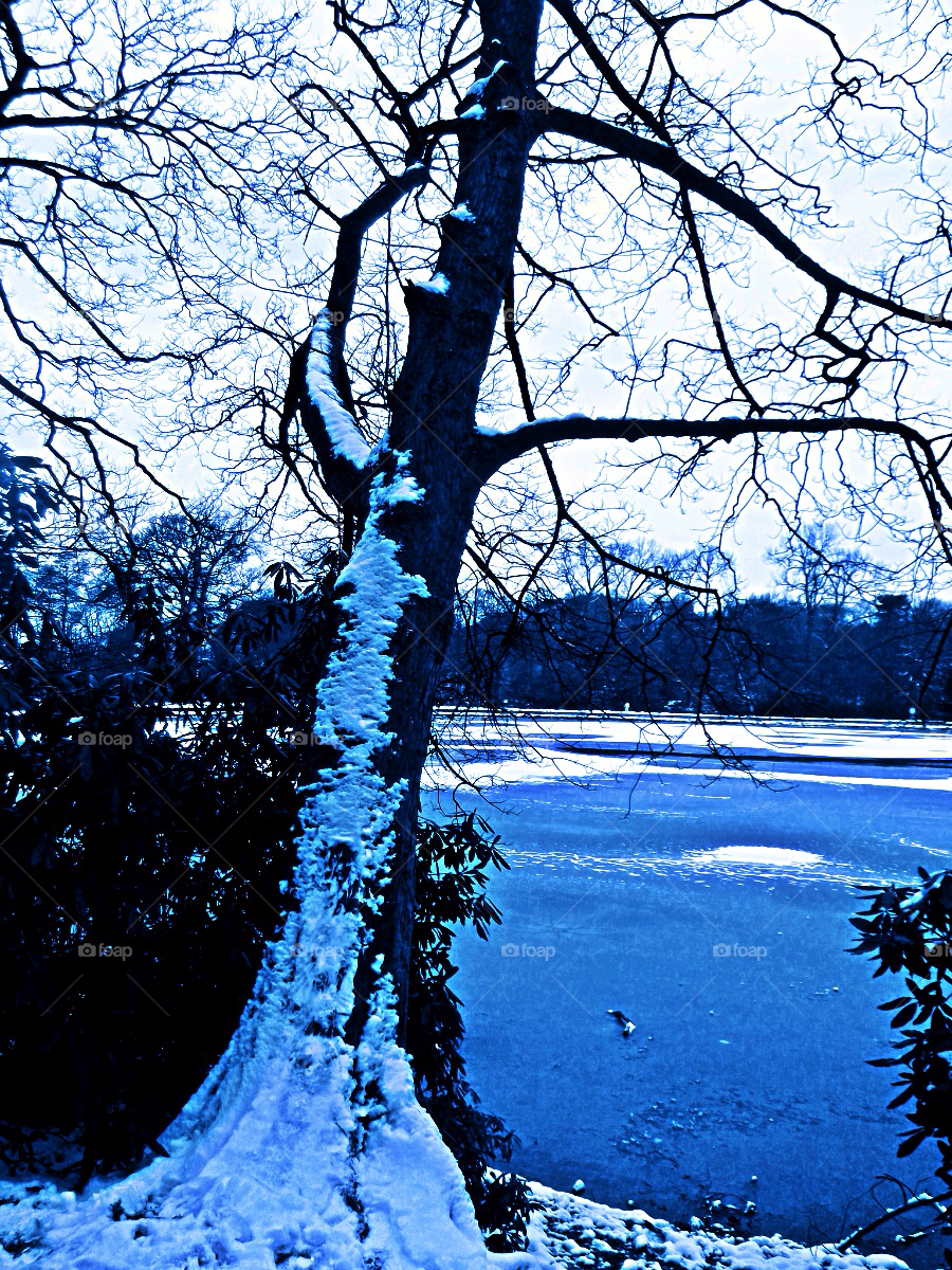 snow winter trees cold by tommygirl-uk