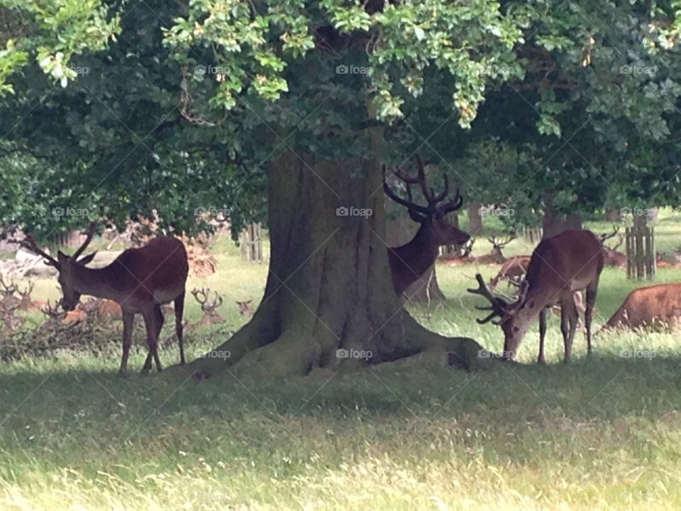 Hideout. Deer grazing under an
Oak tree. Hot day in
Richmond park