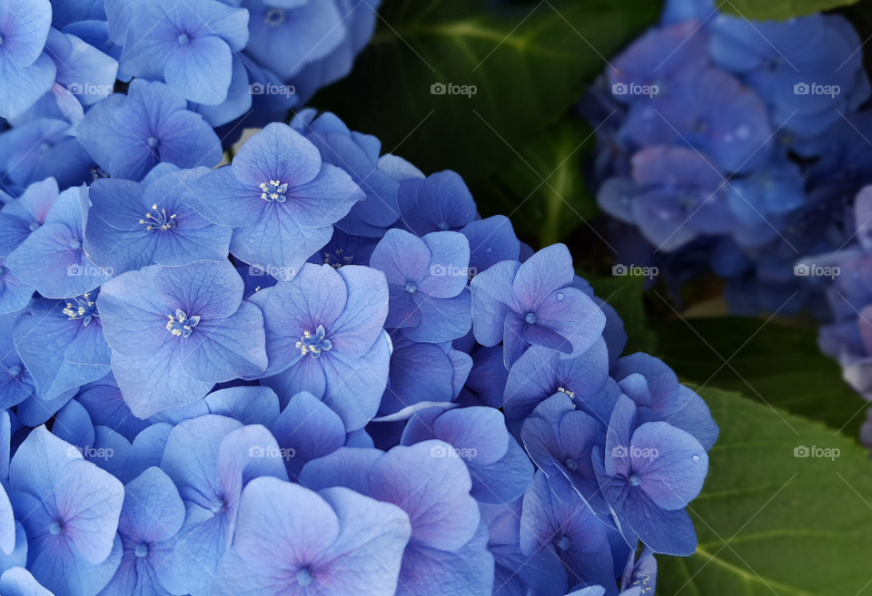hydrangea