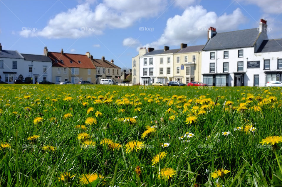 A CARPET OF YELLOW AND WHITE FLOWERS IN THE FOREGROUND OF A BEAUTIFUL