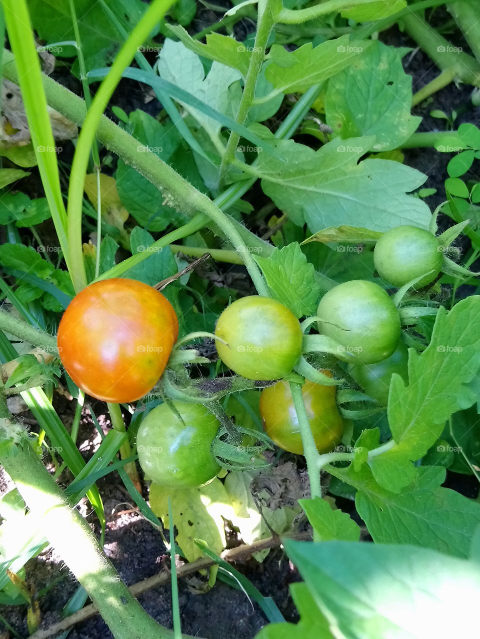 Tomates maduro