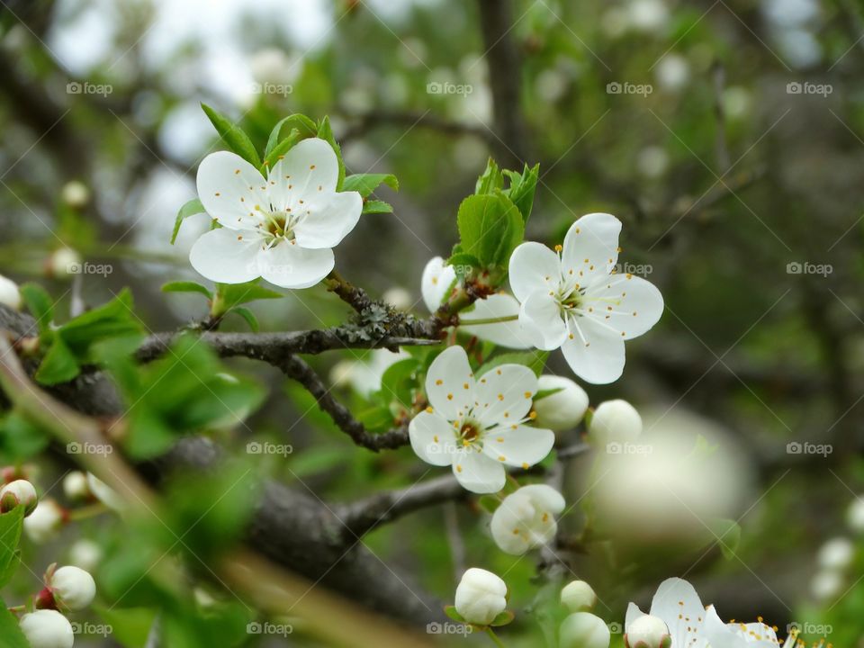 Beautiful spring