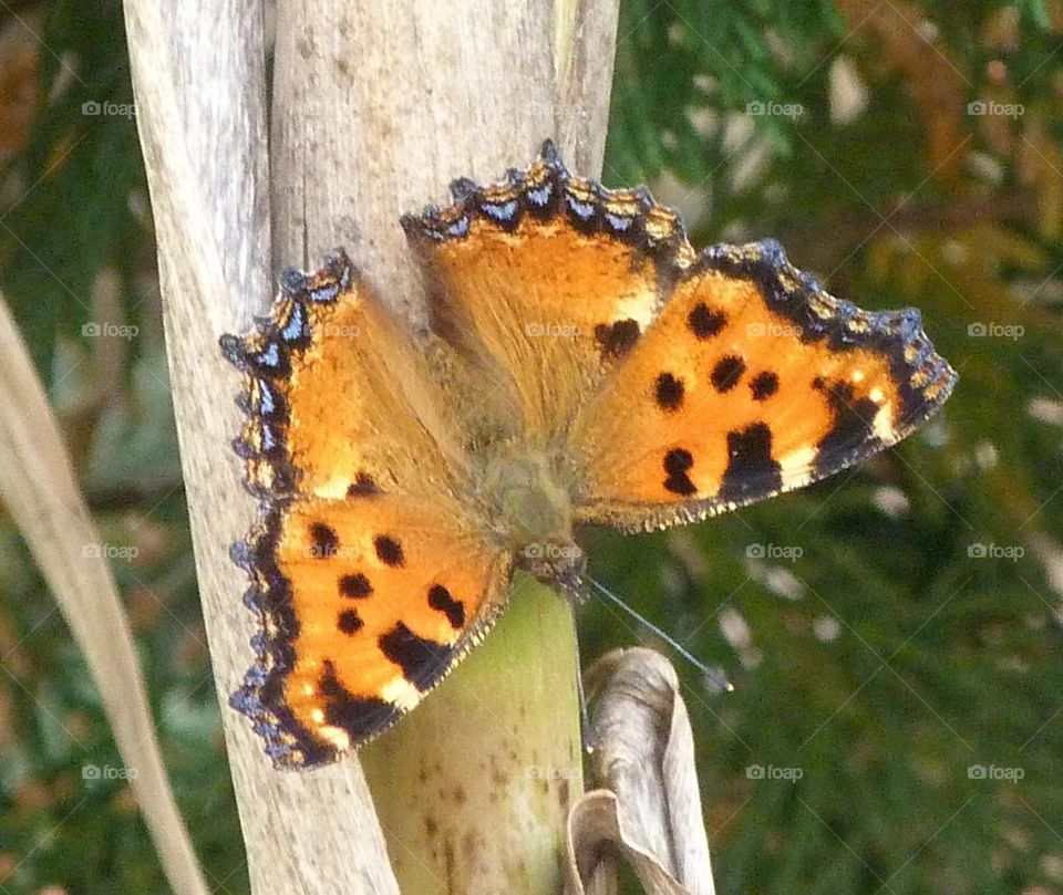 Papillon Grande tortue