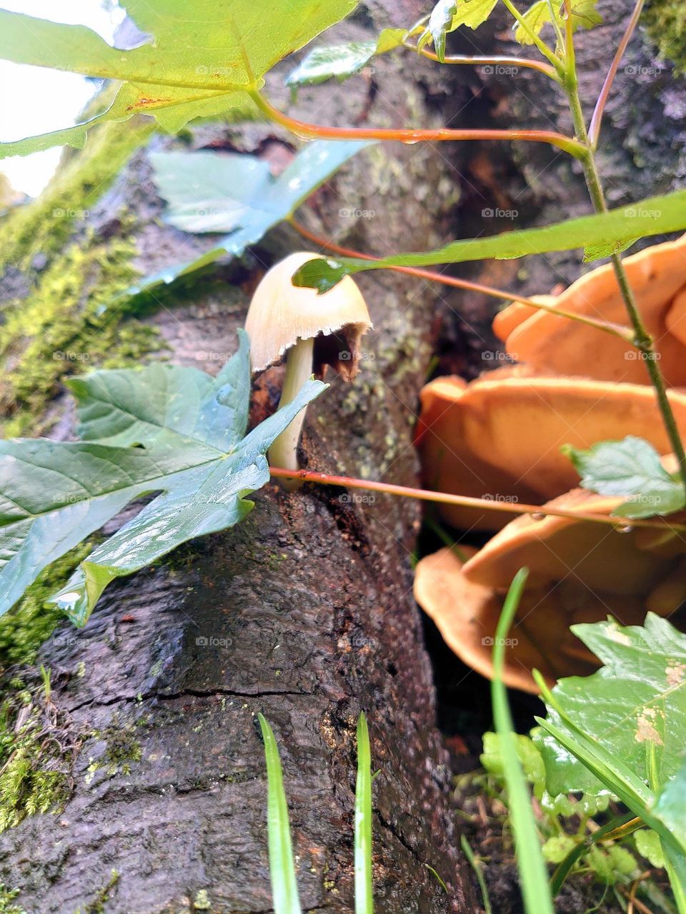 Mushroom on a tree