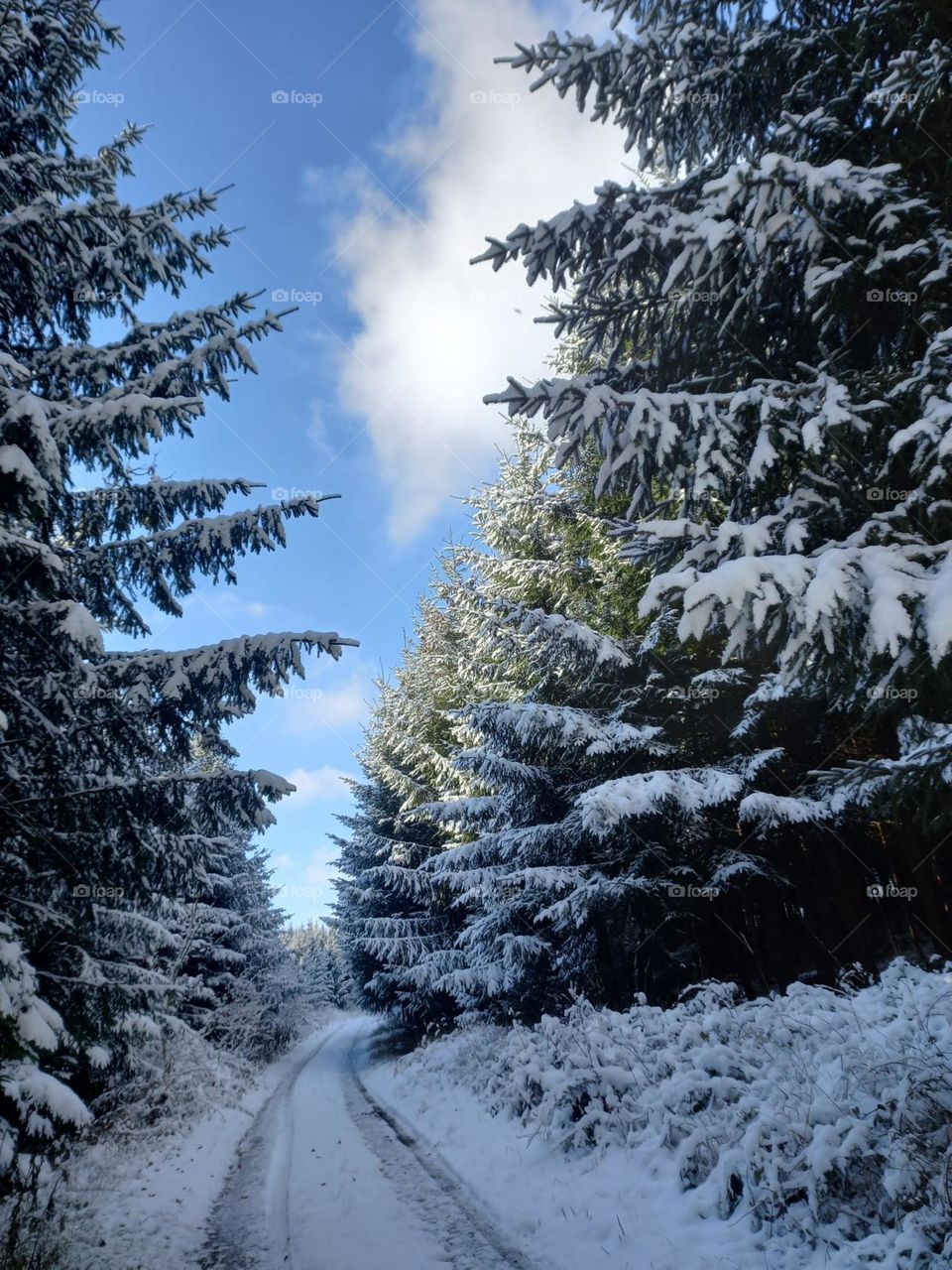 A Trail in Winter Wonderland