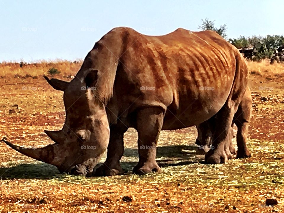 Rhino and calf in the late afternoon at the Lion and Rhino park South Africa