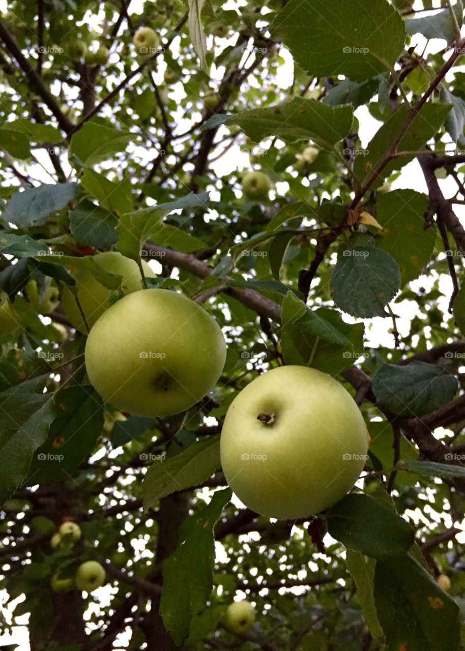 Apple tree 