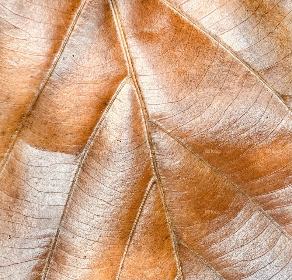 Summer vs fall: autumn leaf