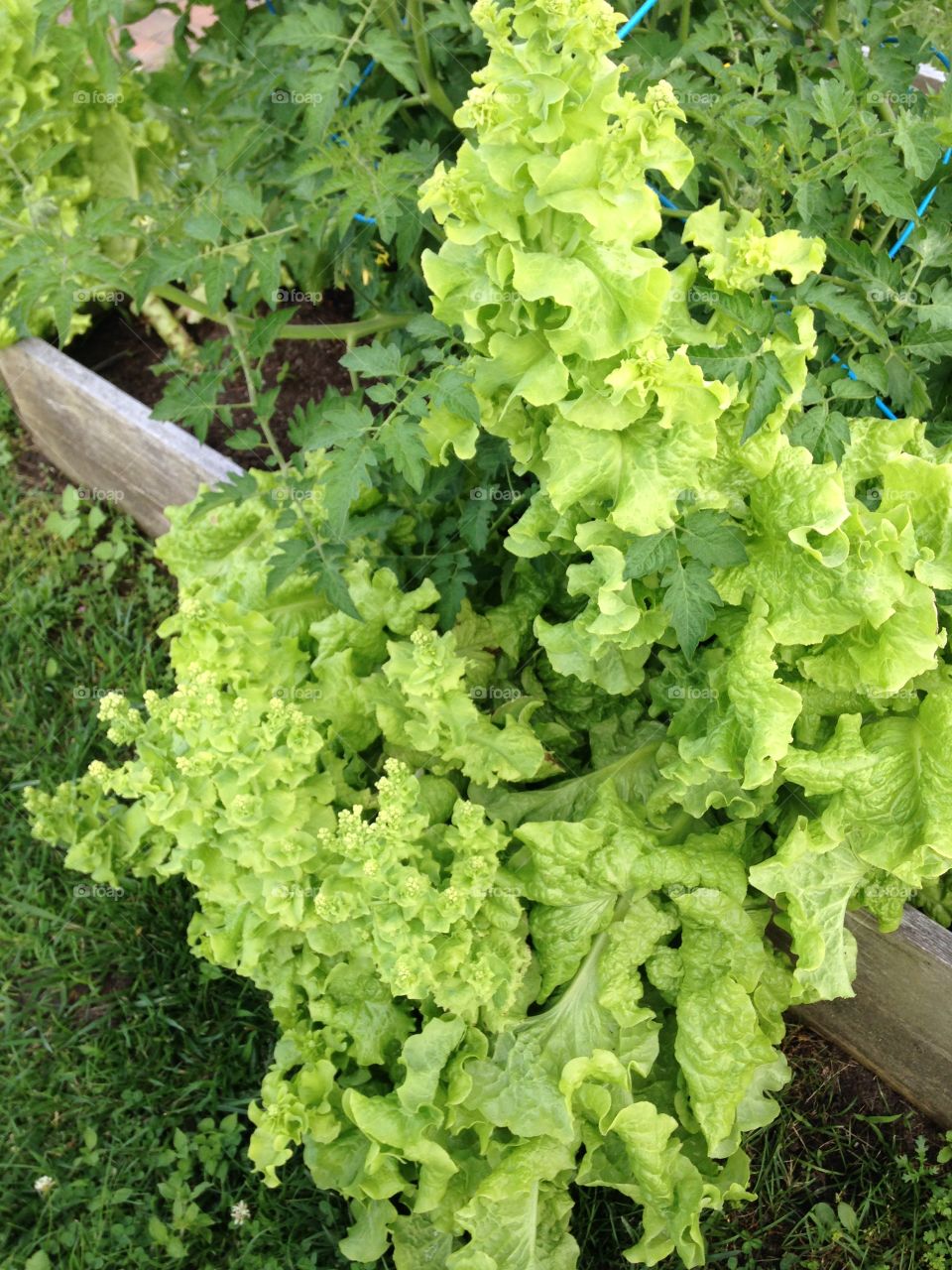 Fresh grown lettuce 