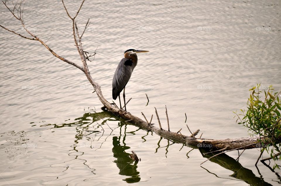 Herron bird