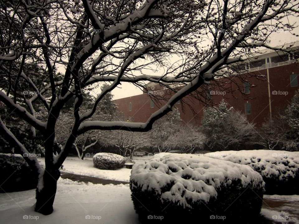 Spring snow 