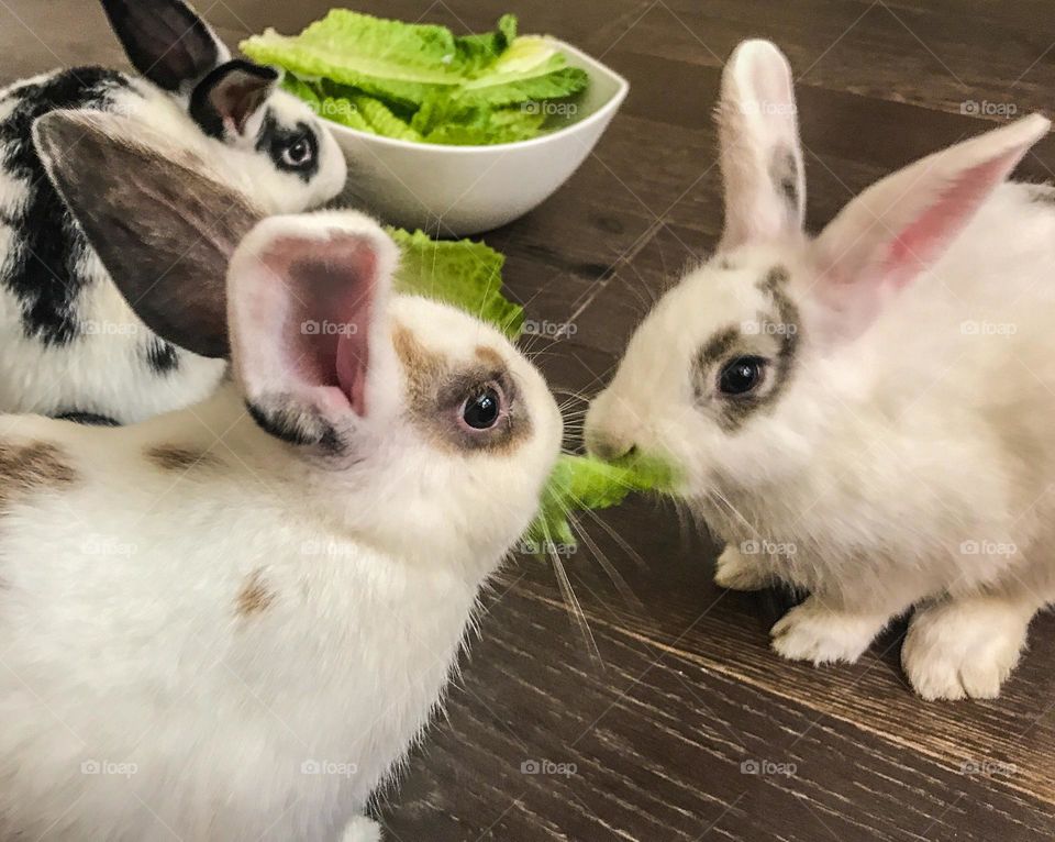 Cute bunnies eating lettuce 