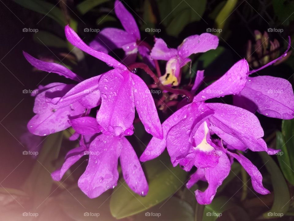 exotic orchids