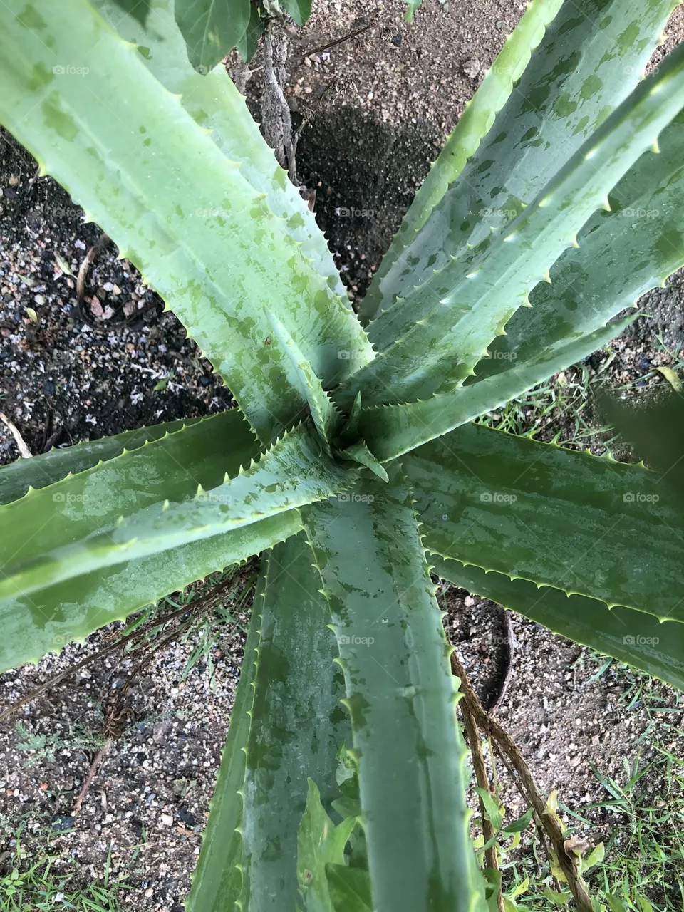 cactus, A picture of an aloe vera plant