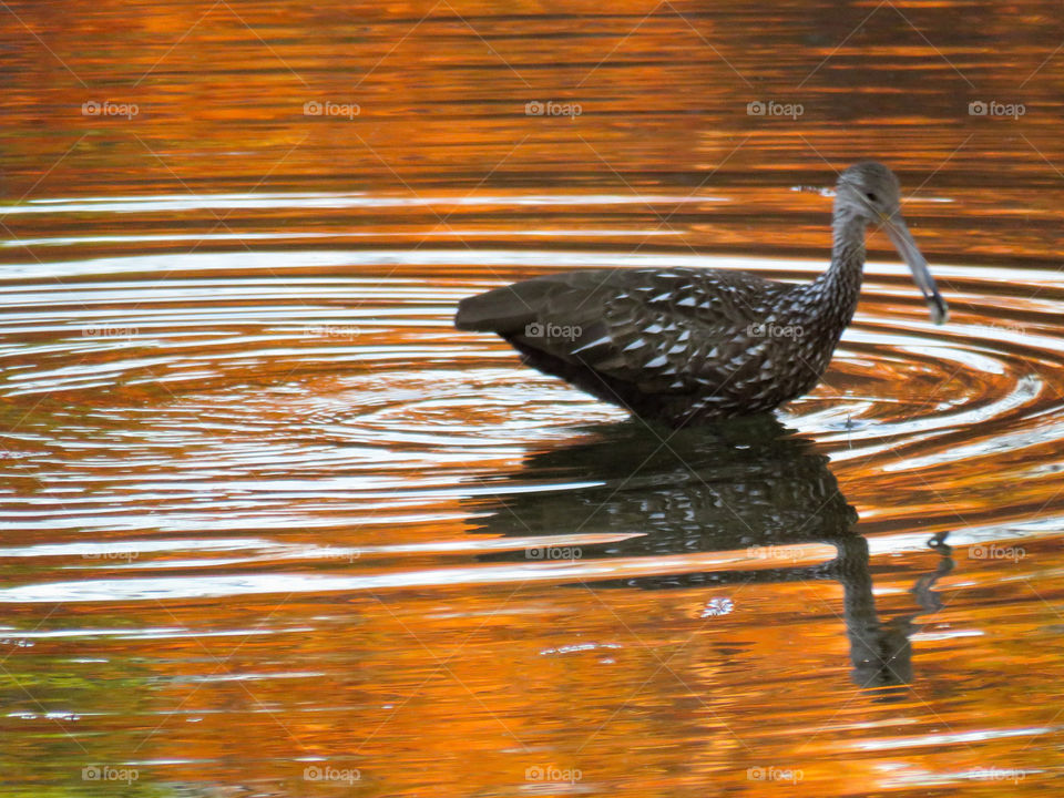 Limpkin