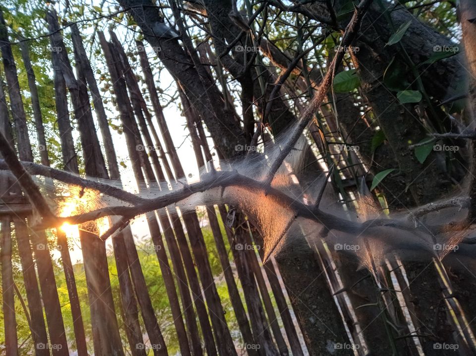 Morning view. the twigs so awesome with other trees.