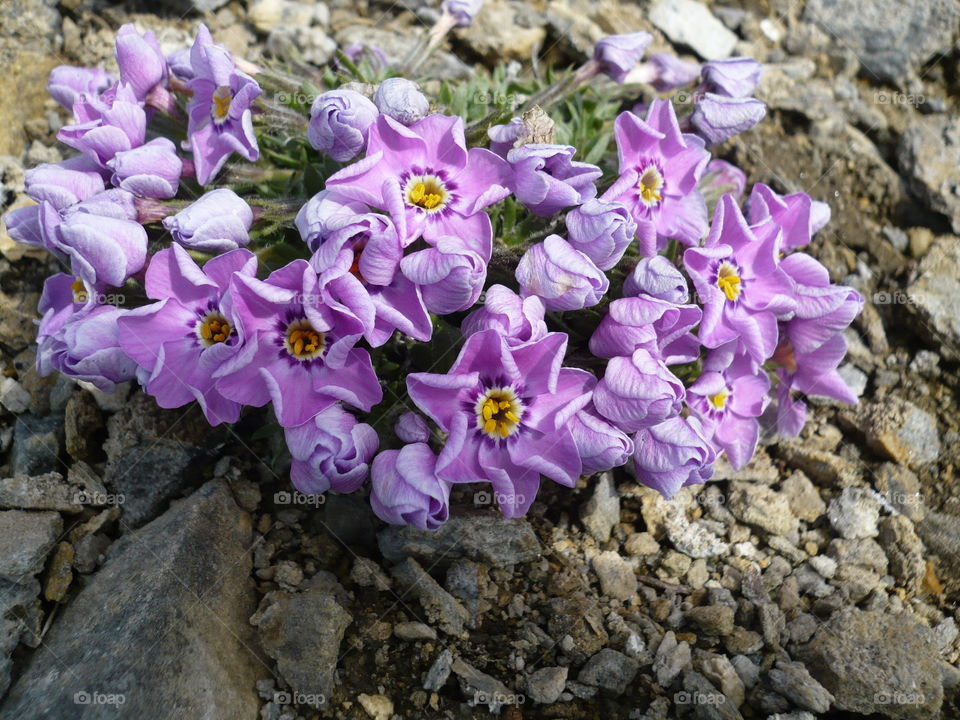 Flowers from Nome, Alaska