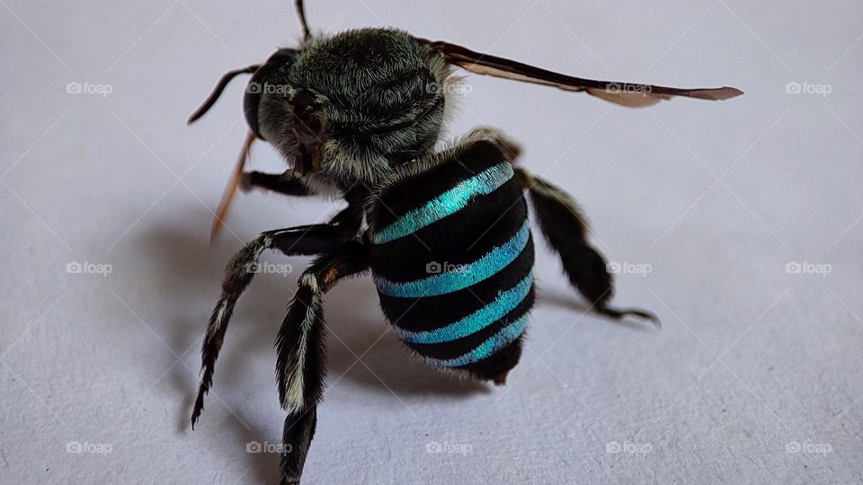 Blue stripped bee
