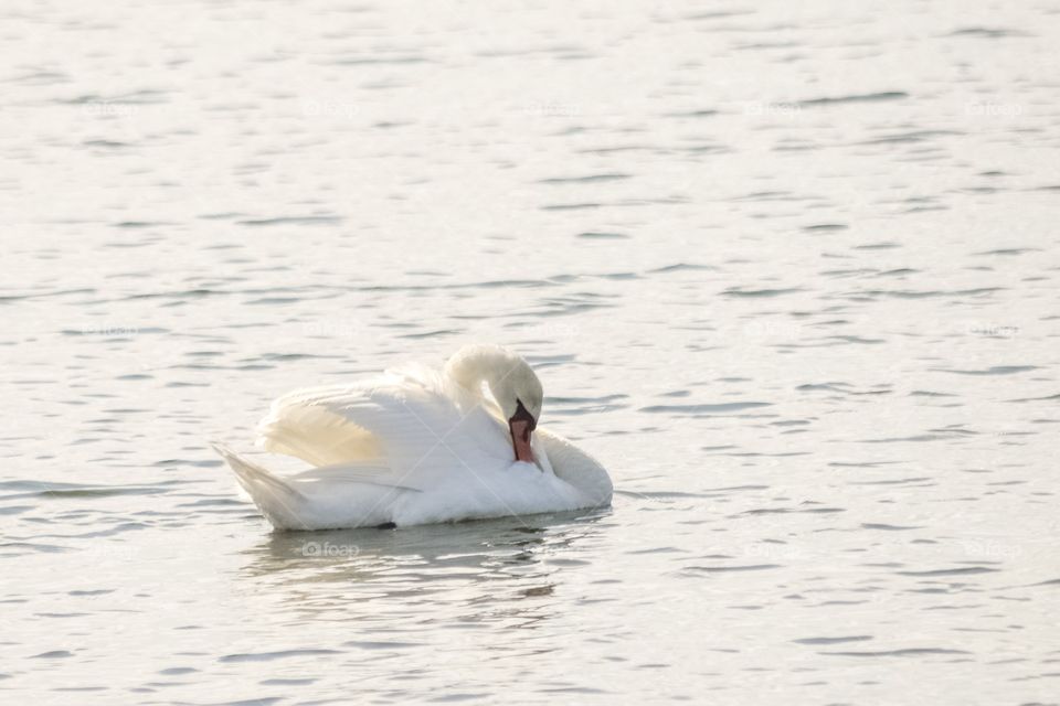 Swiming swan