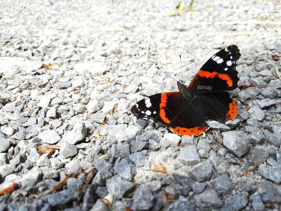 butterfly