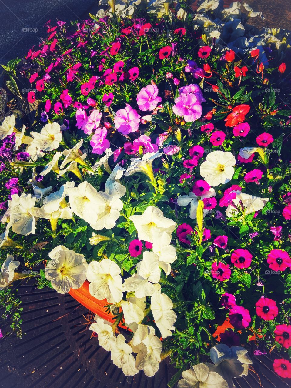 A walk in town, barrel of flowers 